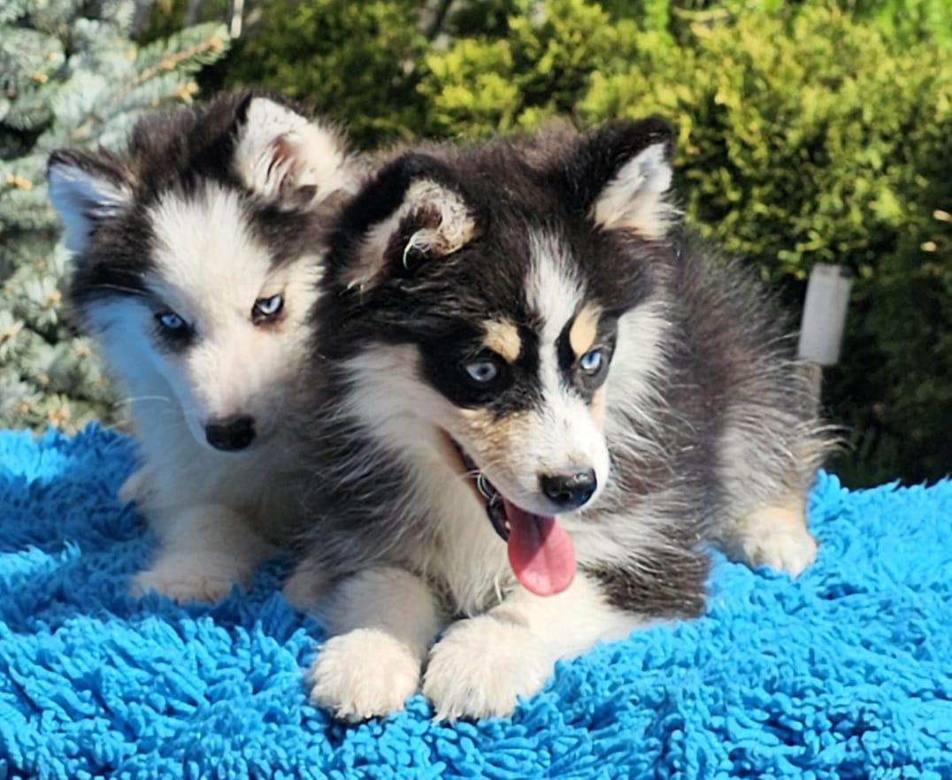 Pomsky Toy Roux Élevage Pomsky Occitanie · Pomsky Toy & Mini – Mini Pomsky