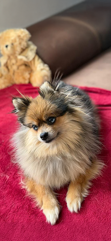 Nos femelles Pomsky : Emilie