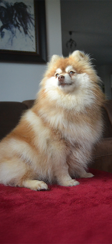 Nos femelles Pomsky : Havana