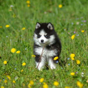 Chiot Pomsky aux yeux bleus, masque fleur de lys