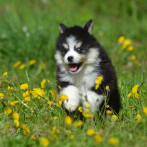 Chiot Pomsky aux yeux vairons, masque fleur de lys