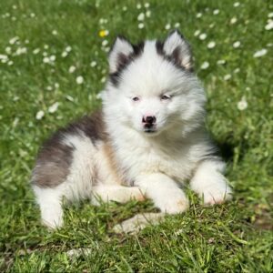 Chiot Pomsky aux yeux bleus, masque ouvert