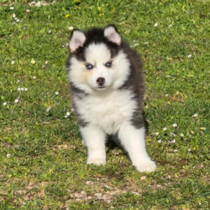 Chiot Pomsky aux yeux bleus, masque ouvert