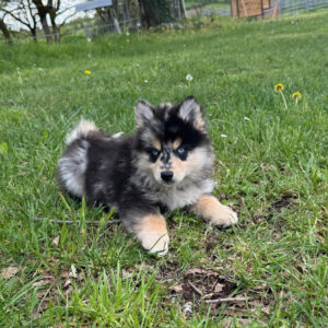 Chiot Pomsky aux yeux bleus, masque bandit