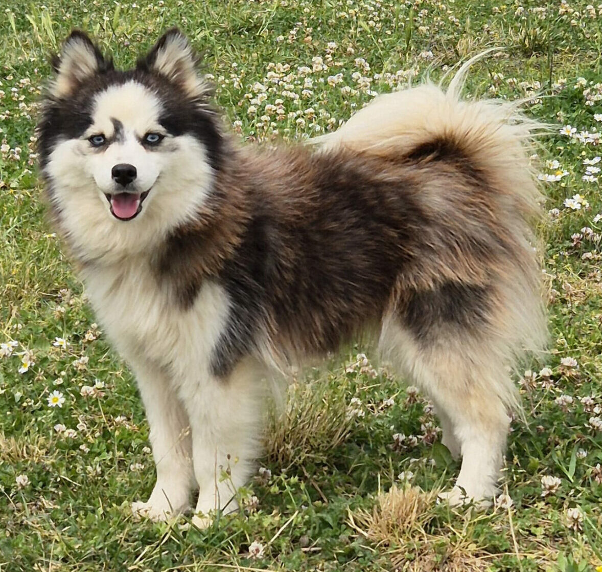 Milka, notre femelle Pomsky Toy aux yeux bleus