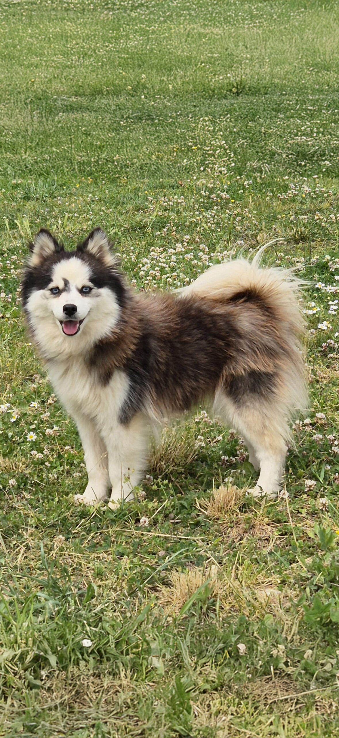 Nos femelles Pomsky : Milka