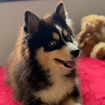 Milana : notre femelle Pomsky poils fluffy