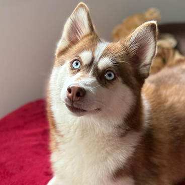 Noisette, notre femelle Pomsky au poil Polaire