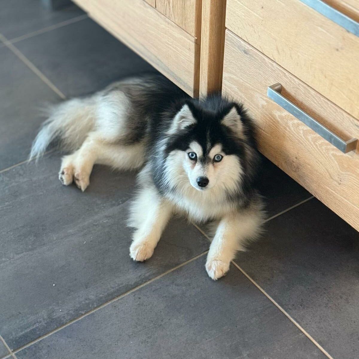 Lovely mâle Pomsky Toy au pelage fluffy blanc avec yeux bleus lumineux, chien miniature croisé Husky Sibérien et Pomeranian